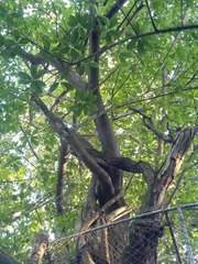 Ficus cotinifolia