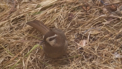 Pterorhinus sannio