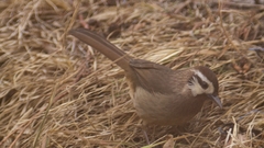 Pterorhinus sannio