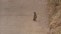Pterorhinus sannio