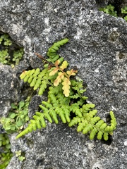 Pityrogramma chrysophylla gabrielae