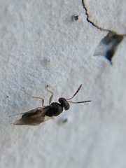 Eulophinae