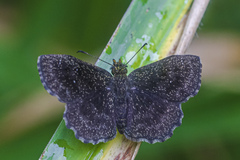 Staphylus ascalaphus