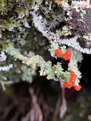 Cladonia macilenta
