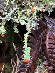 Cladonia macilenta