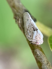 Melormenis