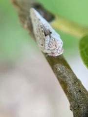 Melormenis