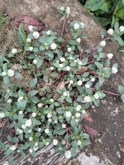Gomphrena celosioides