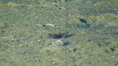 Melanis cephise