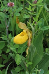 Cypripedium parviflorum pubescens