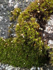 Schistidium maritimum