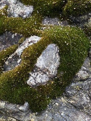 Schistidium maritimum