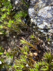 Schistidium maritimum