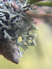 Hypogymnia hultenii