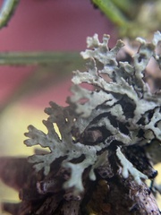 Hypogymnia hultenii