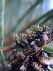 Hypogymnia hultenii