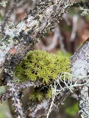 Plenogemma phyllantha