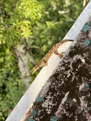 Thecadactylus solimoensis