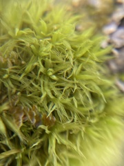 Plenogemma phyllantha