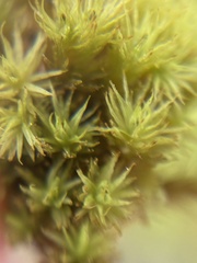 Plenogemma phyllantha