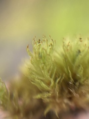 Plenogemma phyllantha