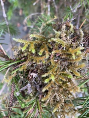 Antitrichia curtipendula