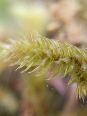 Antitrichia curtipendula