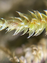 Antitrichia curtipendula