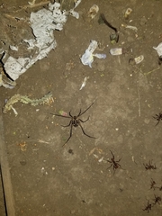 Erginulus subserialis