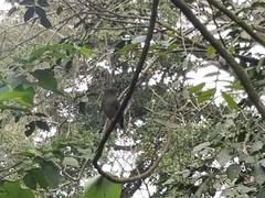 Chiroxiphia linearis