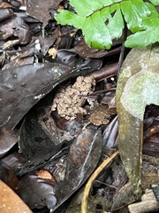 Oreobates quixensis
