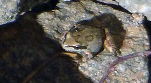 iNaturalist observation photo of Pacific chorus frog