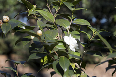 Camellia sasanqua