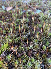 Polytrichum juniperinum