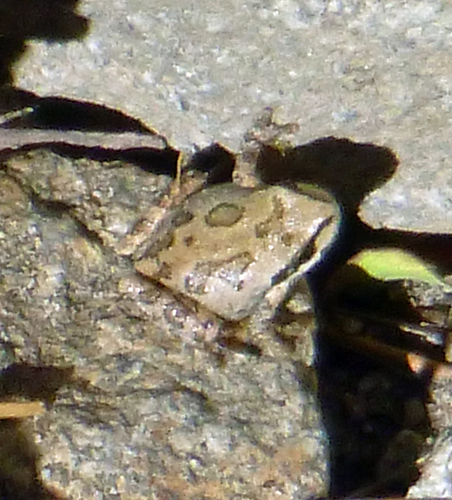 iNaturalist observation photo of Pacific chorus frog