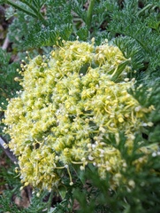 Lomatium dasycarpum