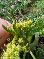 Lomatium dasycarpum