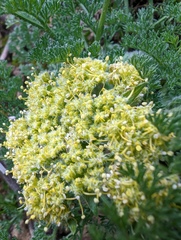 Lomatium dasycarpum