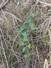 Calystegia purpurata