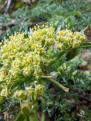 Lomatium dasycarpum