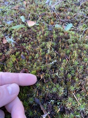 Polytrichum juniperinum