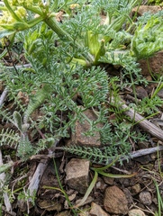 Lomatium dasycarpum