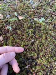 Polytrichum juniperinum