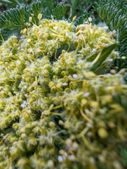 Lomatium dasycarpum