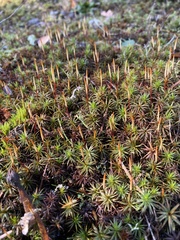 Polytrichum juniperinum