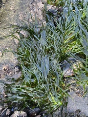 Phyllospadix scouleri