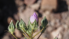 Eremalche rotundifolia