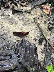 Colpolopha latipennis