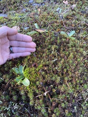 Polytrichum juniperinum