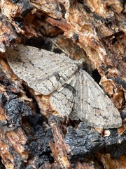 Didymoctenia exsuperata